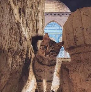 Meet your Posher, Hanin